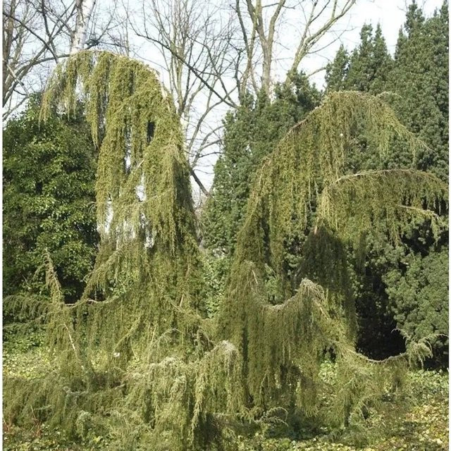 Wildwachsender Wacholder Horstmann Juniperus communis grün für den Garten - Bild 1