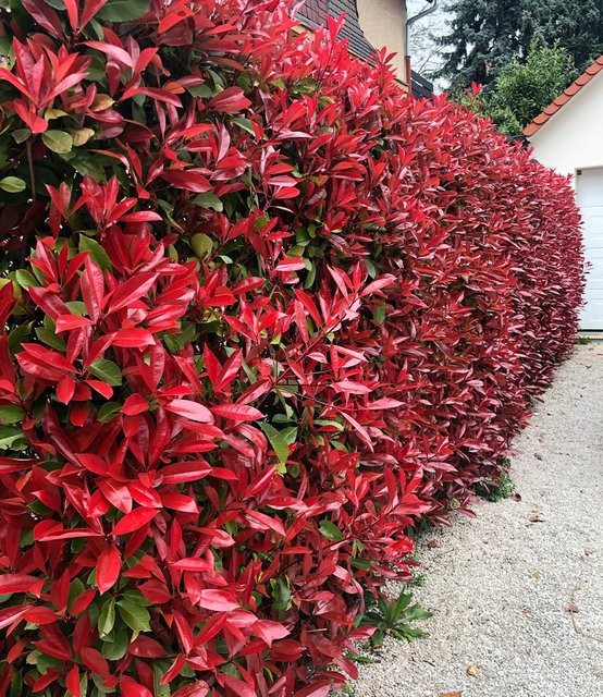 Photinia-Hecke Red Robin mit 50 Pflanzen - Bild 1
