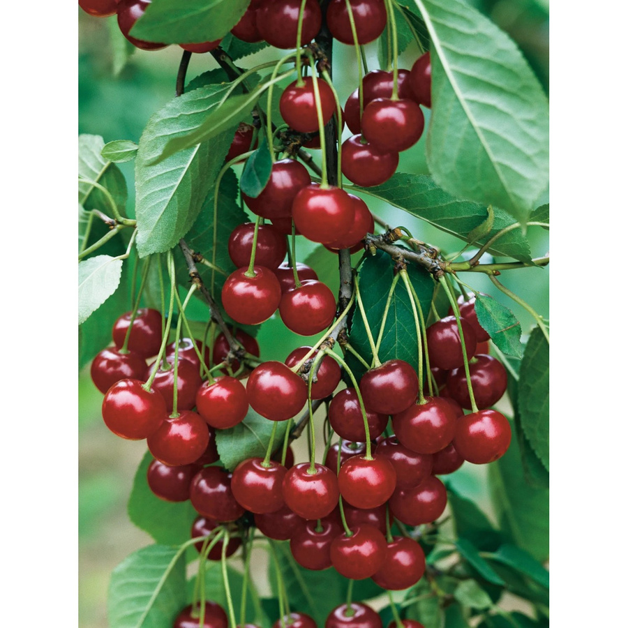 GROW by OBI Bio Sauerkirsche Schwäbische Weinweichsel Rot im Topf, Höhe: 130 cm - Bild 2