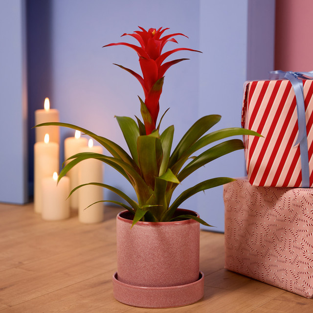Guzmania Calypso rote Zimmerpflanze von BLUME2000 - Bild 1