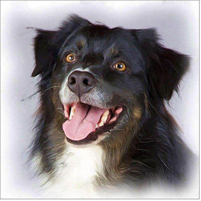 FIYO Diamant-Stickerei Border Collie 5D Diamant Malerei Mosaik Bild, Farbe: Schwarz, B x H: 50 x 70 cm - Bild 1