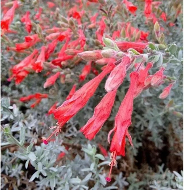 Kalifornische Fuchsie Zauschneria californica ssp microphylla rote Staude von Nr-01.de im Topf - Bild 1