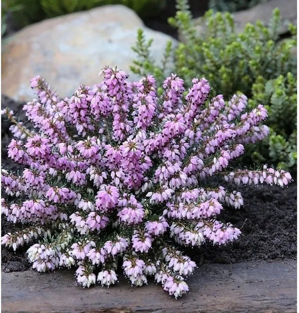 10x Winterheide Erica carnea Columbia in Pink als winterharte Staude für deinen Balkon - Bild 1