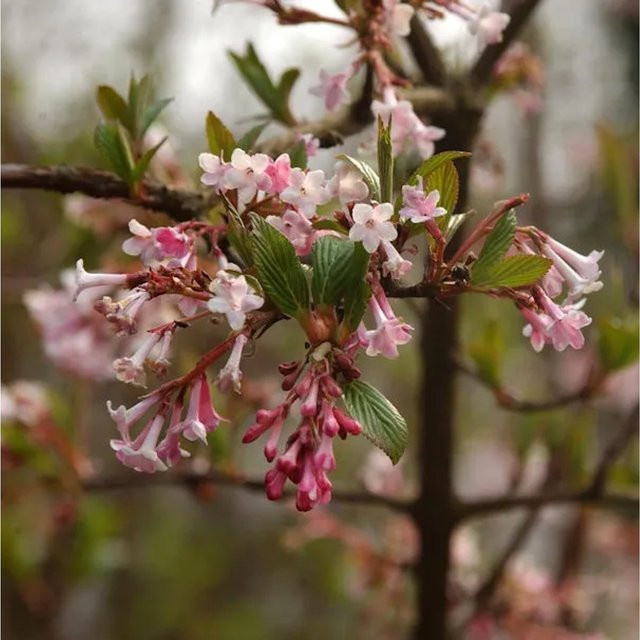Winter Duftschneeball Viburnum farreri Strauch in Pink, Höhe: 40-60 cm - Bild 1
