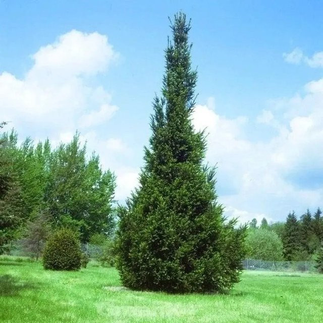 Fichten Säule Picea abies grün für den Garten von Die Nr-01.de Höhe: 80-100 cm - Bild 1
