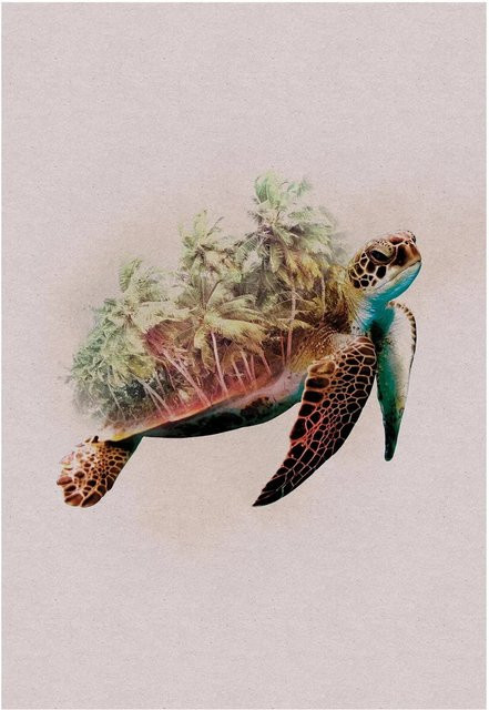 Komar Wandbild Animals Turtle Paper Poster, Multicolor, Breite: 50 cm, Höhe: 70 cm - Bild 1