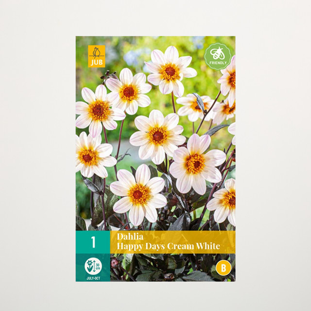 Klassik-Dahlie Happy Days Cream White Knolle von BLUME2000 - Bild 1