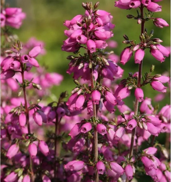 10x Rosa Klon Erica cinerea Grauheide als mehrjährige Pflanze - Bild 1