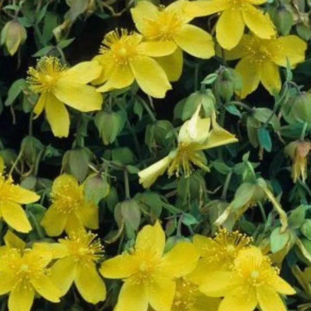 Arborix Johanniskraut Buttercup Hypericum densiflorum gelbe Zierstaude im Container - Bild 1