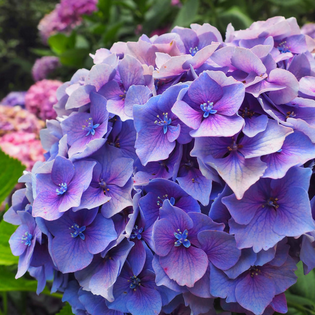 Bauernhortensie Forever & Ever® in Violett und Blau als Zierstrauch für Garten und Balkon - Bild 1