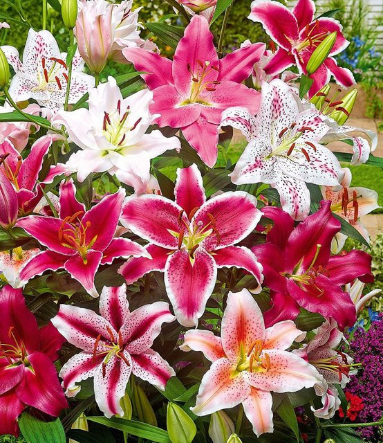 Lilien-Mix Parfum - Bild 1