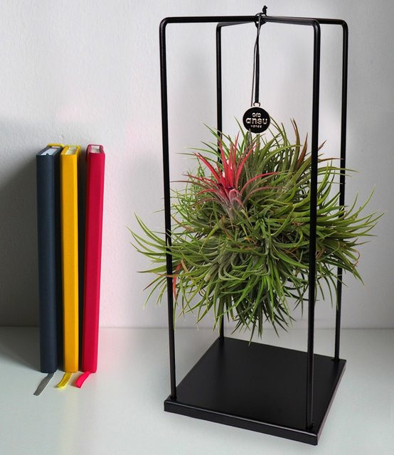 Tillandsia Magic Ball Luftpflanze in Rot mit Metallhalterung für den Tisch - Bild 1