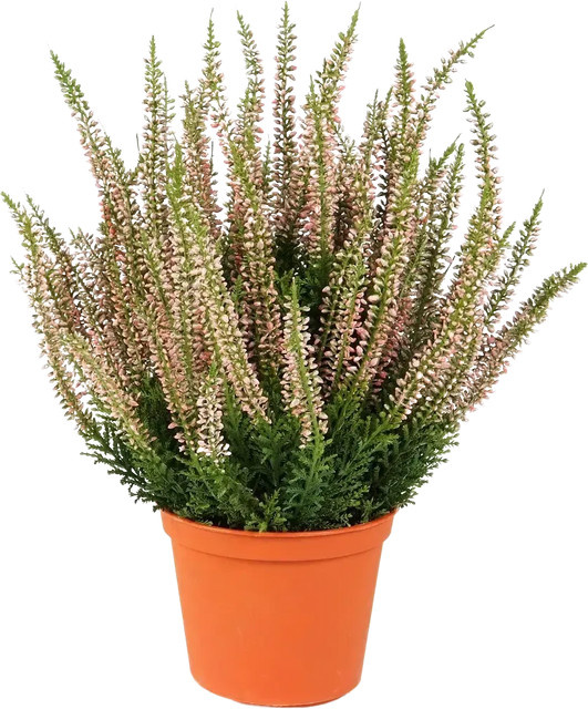 Künstliche Erica Matilda von Aplanta, Topfpflanze, Höhe: 35 cm - Bild 1