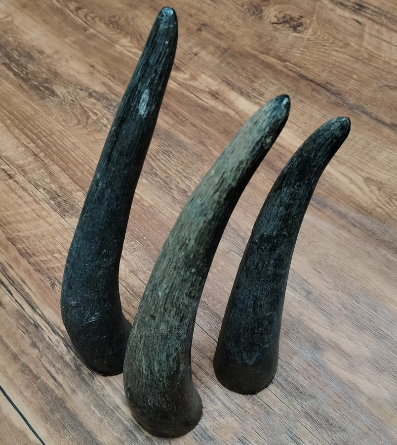 Authentisches schwarzes Yak-Horn als rohes Gravurmaterial für Buddha-Perlen und Zigarettenspitzen, 1 Stück - Bild 3