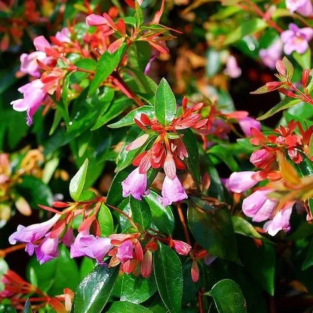Arborix Zierstrauch Abelie Edward Goucher, rosa Blüten, im Container, Höhe: 25 bis 30 cm - Bild 1