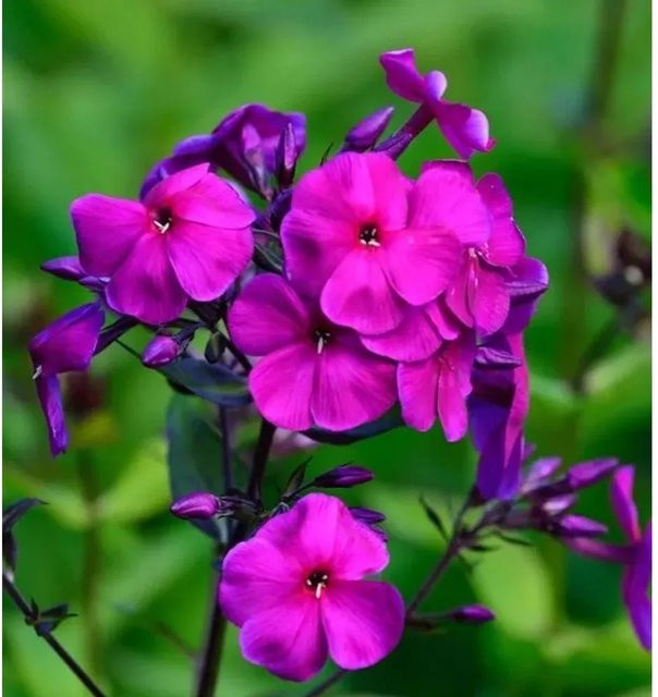Phlox Paniculata Hohe Flammenblume als Beetpflanze und Schnittblume von Nr-01.de - Bild 1