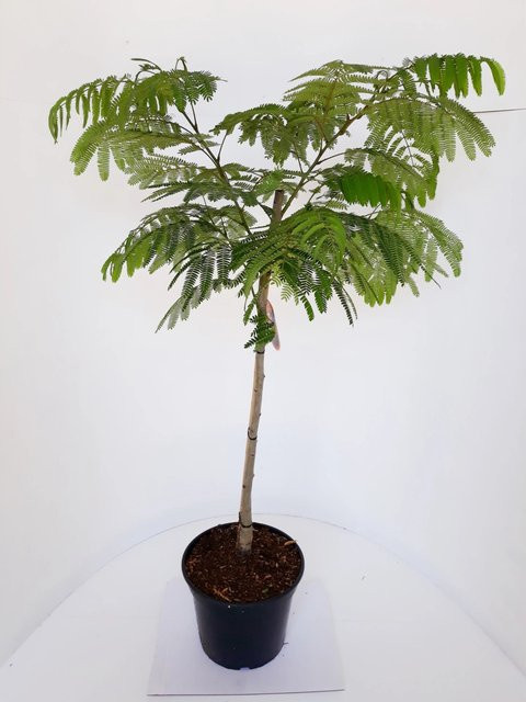 Pflanzen-Boering Albizia Umbellata Stämmchen Seidenbaum Seidenakazie, Gesamthöhe: 130-140 cm - Bild 1