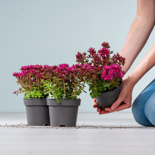 BLUME2000 Sedum spurium Fetthenne als Bodendecker, 3 Stück - Bild 1