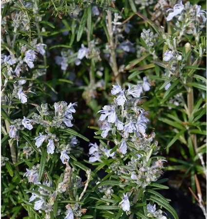 Rosmarinus officinalis Rosmarin Albiflorus Halbstrauch mit pinken und weißen Blüten von Nr-01.de