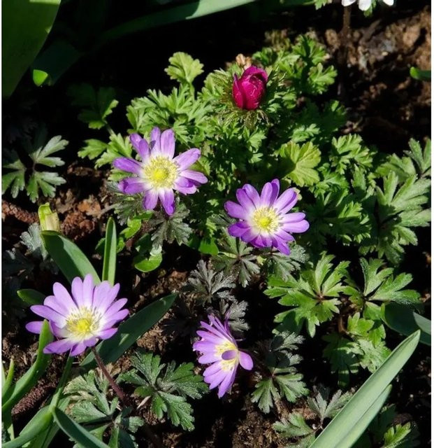 Balkanwindröschen Pink Star Anemone blanda in Pink als winterharte Staude - Bild 1
