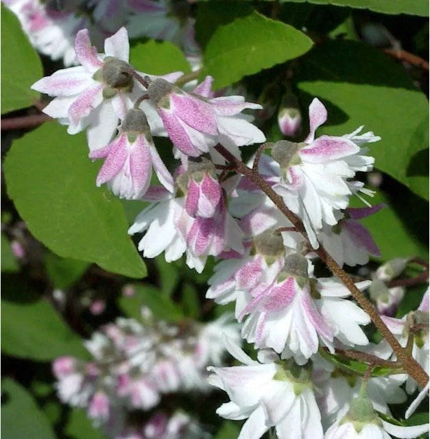 Hoher Sternchenstrauch Deutzia magnifica Tourbillon Rouge in Pink und Grün, Höhe: 40-60 cm - Bild 1
