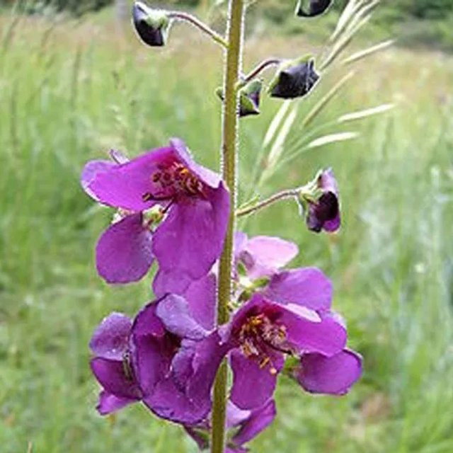 6er Set Arborix Königskerze Verbascum phoeniceum als mehrjährige Beetrandpflanze im 9cm Topf, lila-pinke Blütenfarbe - Bild 1