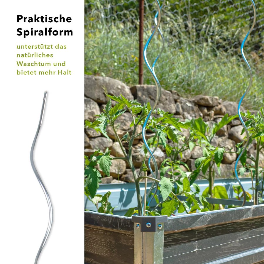 Floordirekt Tomatenspiralstäbe aus verzinktem Stahl als Rankhilfe und Pflanzenstütze für den Gemüsegarten, 10 Stück, Höhe: 180 cm, Breite: 110 cm, Farbe: Silber - Bild 4