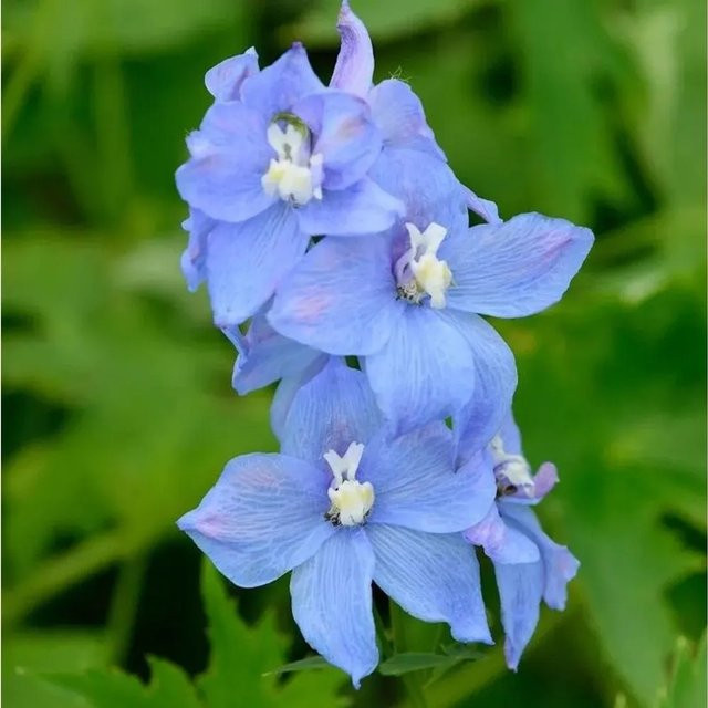 Hoher Rittersporn Delphinium elatum in Blau von Nr-01.de als mehrjährige Gartenpflanze - Bild 1