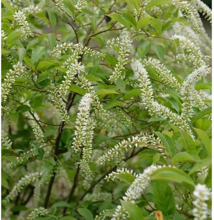 Itea virginica Rosmarinweide Henrys Garnet Strauch für deinen Garten, Höhe: 30-40 cm