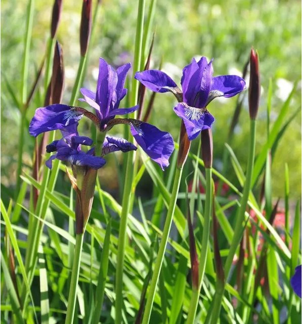 Sibirische Wieseniris Niklas Sea Iris sibirica in lila, mehrjährige Gartenpflanze von Nr-01.de - Bild 1