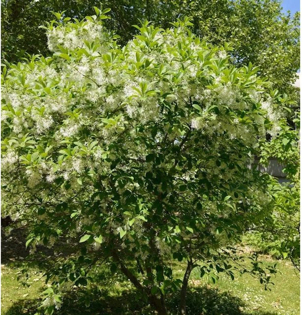 Chionanthus virginicus Virginischer Schneebaum als Laubbaum für den Außenbereich von Nr-01.de - Bild 1