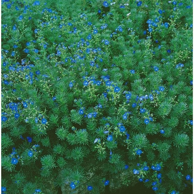 Veronica Armena Ehrenpreis Blaue Blühende Staude im Topf - Bild 1