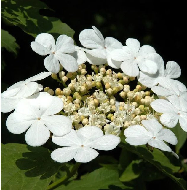 Gemeiner Schneeball Viburnum opulus weiß ornamental Strauch von Nr-01.de - Bild 1