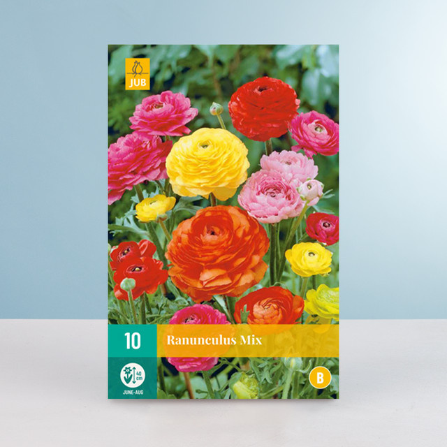 Ranunkel Mix Blumenzwiebeln von BLUME2000, 10 Knollen für Gartenbeete und Balkonkästen - Bild 1