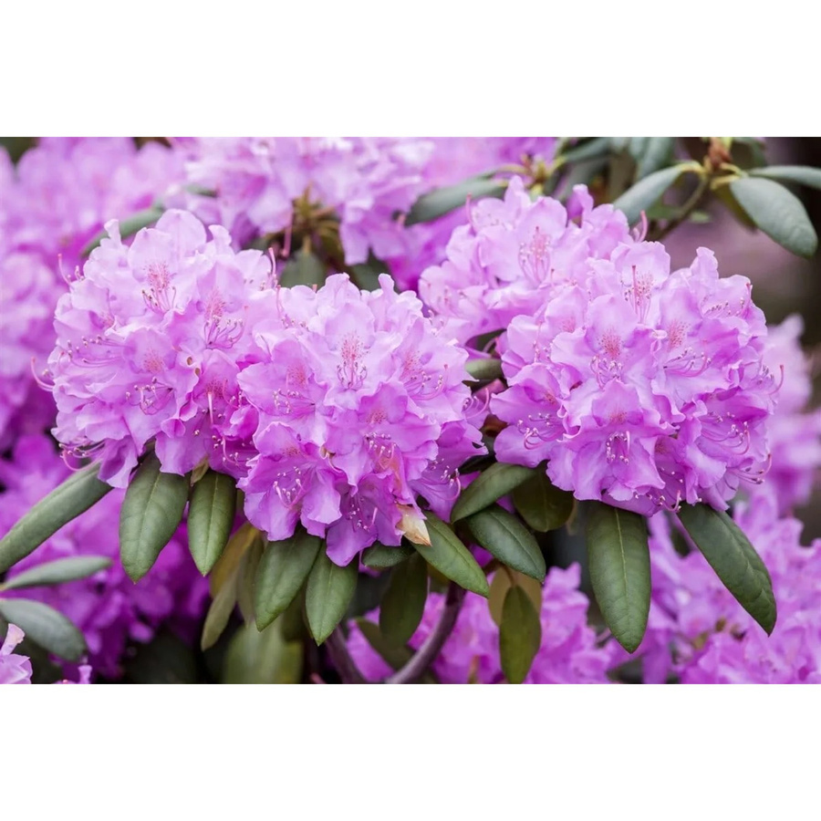 Rhododendron Roseum Elegans mit rosa Blüten, Zierstrauch für den Garten, Höhe: 160–180 cm - Bild 2