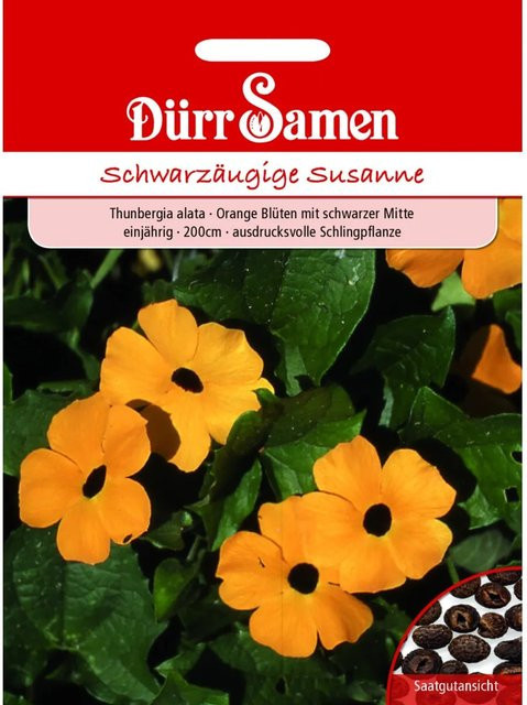 Dürr Samen Schwarzäugige Susanne Orange mit schwarzer Mitte Saatgut für Kletterpflanzen - Bild 1