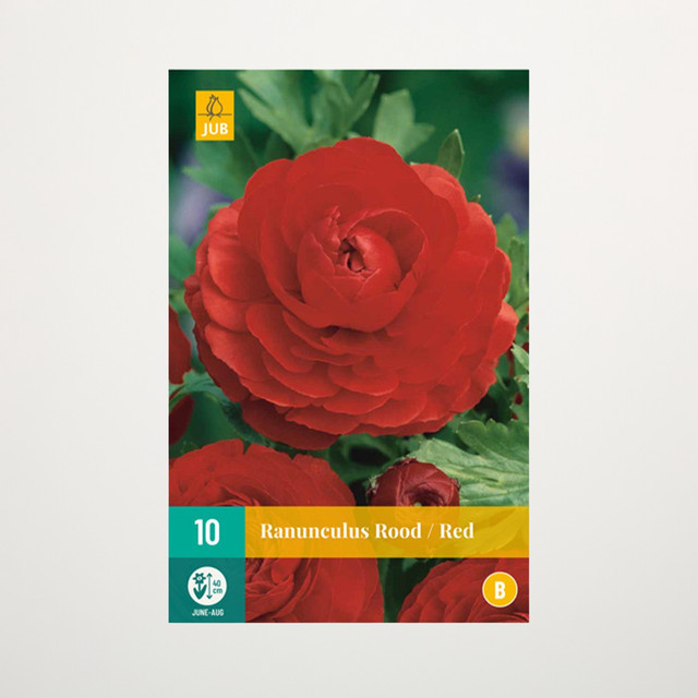 Ranunkel Knollen in Rot von BLUME2000, 10 Stück für Balkonkästen, Blumenkübel und Gartenbeete - Bild 1