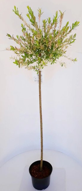 Pflanzen-Boering Harlekinweide Salix Hakuro Nishiki Stämmchen, 2 Pflanzen, Gesamthöhe: 145 cm, Stammhöhe: 80 cm, Pink-Grün - Bild 1
