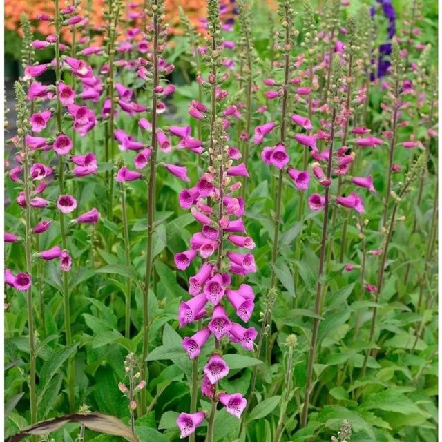 Fingerhut Digitalis purpurea als mehrjährige Schnittblume für den Garten - Bild 1
