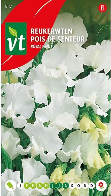 Arborix Dufterbsen Königlich Weiß Samen für Garten und Haus, 3 g - Bild 1