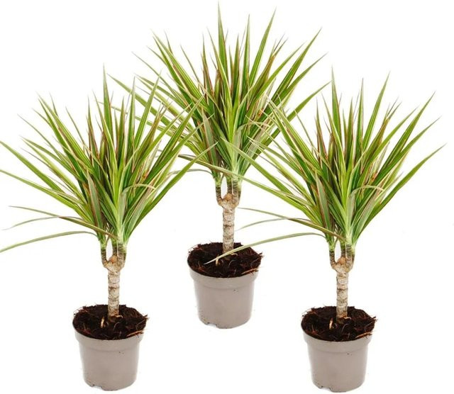 Exotenherz Zweifarbiger Drachenbaum Dracaena Marginata Bicolor Set mit 3 Zimmerpflanzen - Bild 1