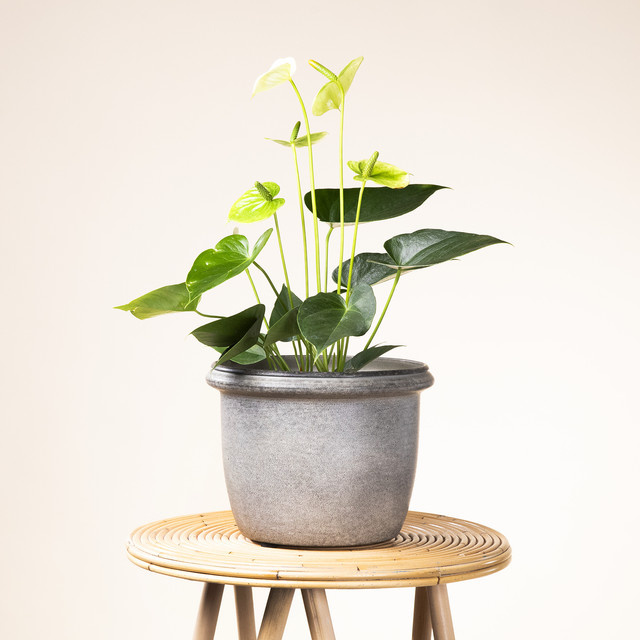 Übertopf aus Metall von BLUME2000 in Grau für Innen und Außen, Durchmesser: 18,5 cm, Höhe: 23,0 cm - Bild 1