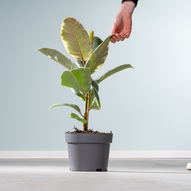 Ficus Tineke Zimmerpflanze von BLUME2000 in Grün, Tischpflanze - Bild 1