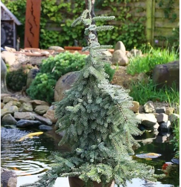 Hängende Omorika Fichte Picea omorika grün für den Garten - Bild 1