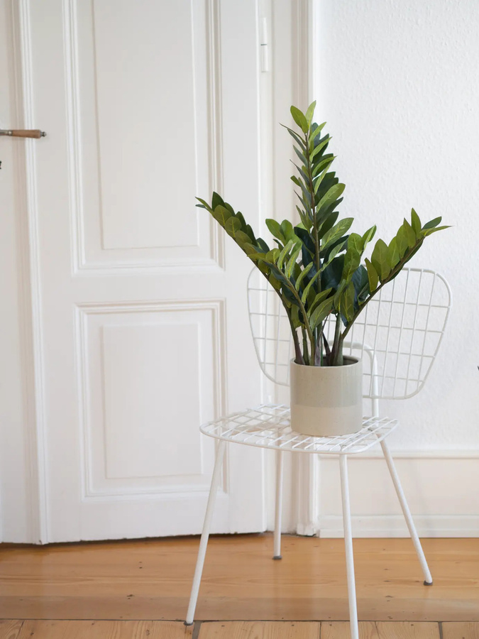 Künstliche Zamioculcas Elena von Aplanta in Grün, Höhe: 70 cm - Bild 2
