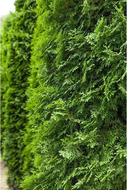 Thuja occidentalis Columna Pflanze von Pflanzen für dich, Höhe: 100-125 cm - Bild 1