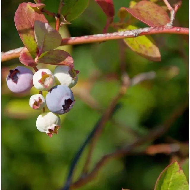 Heidelbeere Nelson Vaccinium corymbosum Beerenstrauch von Nr-01.de - Bild 1