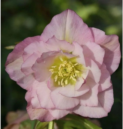 Christrose Lenzrose Double Ellen Pink Helleborus orientalis