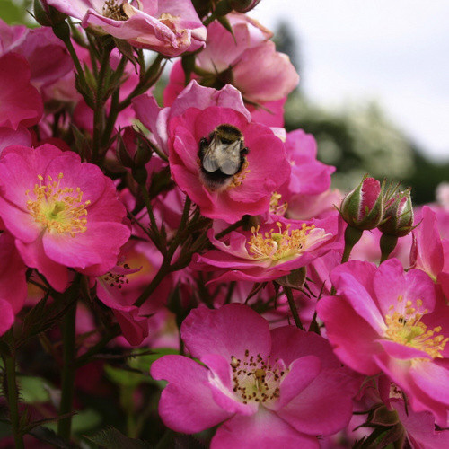 KORDES ROSEN Zwergrose Lupo in Rosa und Purpur - Bild 2