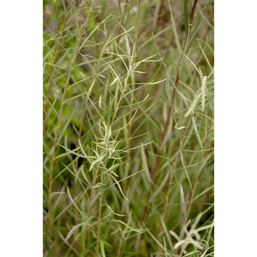 Salix Rosmarinifolia Rosmarin-Weide von Pflanzen für dich, 60–100 cm - Bild 2